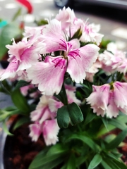 Dianthus chinensis