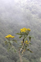 Dendrophorbium