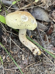 Tricholoma odorum