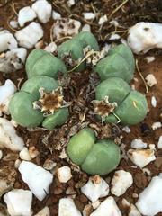 Gibbaeum heathii