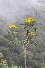 Dendrophorbium