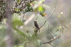 Myiotheretes fumigatus