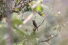 Myiotheretes fumigatus