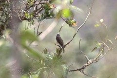 Myiotheretes fumigatus