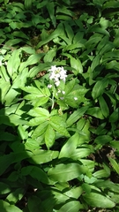 Cardamine heptaphylla