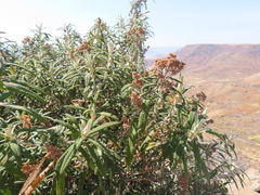 Buddleja loricata