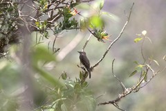 Myiotheretes fumigatus