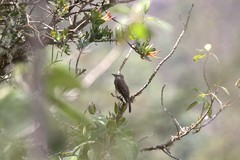 Myiotheretes fumigatus