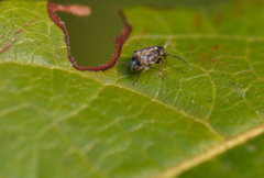 Bruchidius bimaculatus