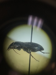 Pterostichus permundus