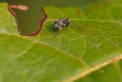 Bruchidius bimaculatus