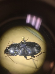 Pterostichus permundus