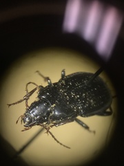 Pterostichus permundus