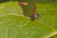 Bruchidius bimaculatus