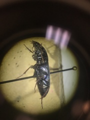 Pterostichus permundus