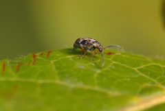 Bruchidius bimaculatus