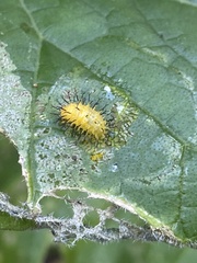 Epilachna borealis