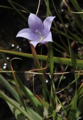 Wahlenbergia rivularis