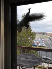 Sciurus carolinensis