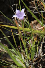 Wahlenbergia rivularis