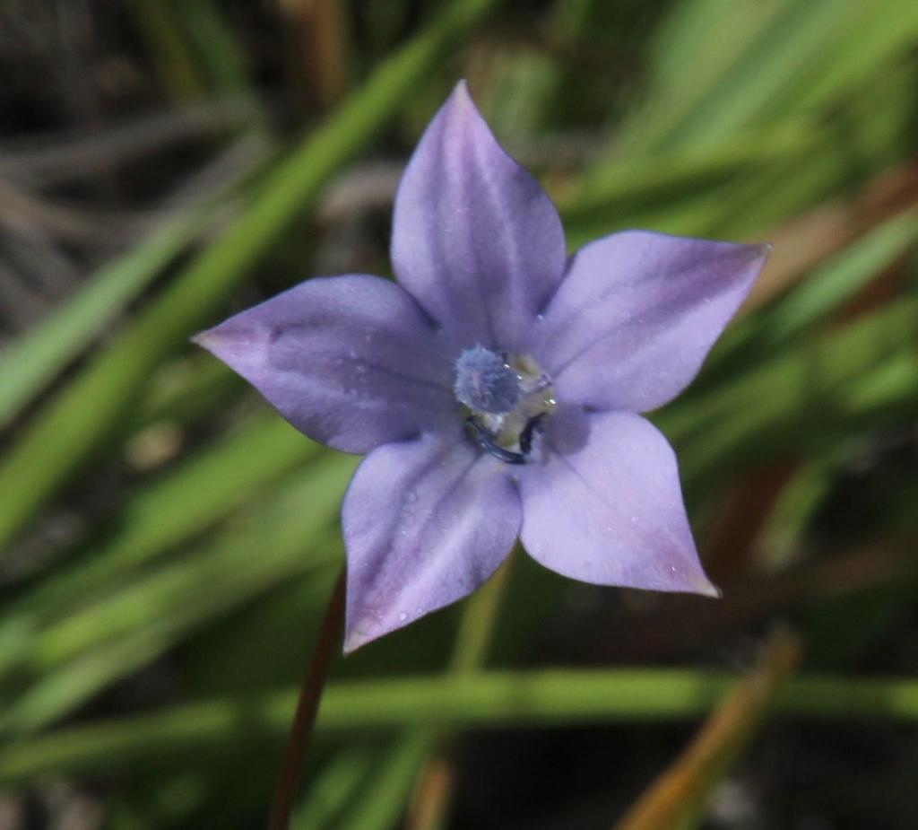 Wahlenbergia rivularis