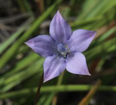 Wahlenbergia rivularis