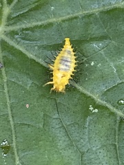 Epilachna borealis