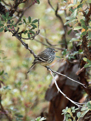 Anairetes flavirostris