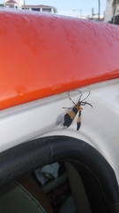 Calopteron terminale