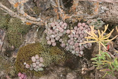 Conophytum ficiforme