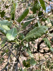 Aceria mackiei