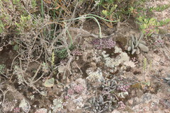 Conophytum ficiforme