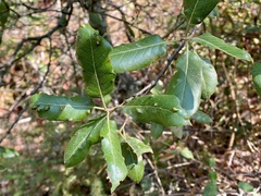 Aceria mackiei