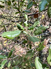 Aceria mackiei