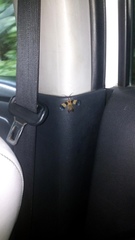 Calopteron terminale