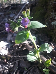 Pulmonaria officinalis