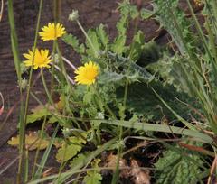 Arctotis arctotoides