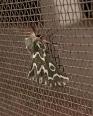 Drepanogynis bifasciata