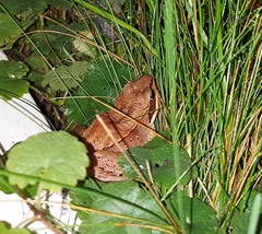 Lithobates sylvaticus image