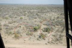 Aloe marlothii marlothii