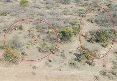 Aloe marlothii marlothii