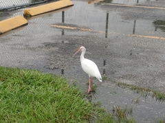 Eudocimus albus