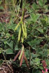 Indigofera alpina