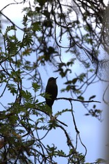 Myiotheretes fumigatus