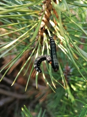 Gilpinia socia