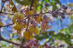 Cassia grandis
