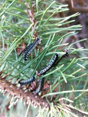 Gilpinia socia