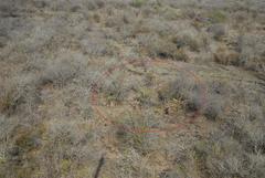 Aloe marlothii marlothii