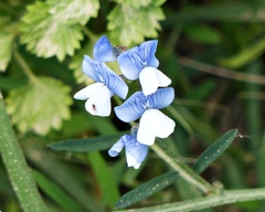 Lathyrus nigrivalvis