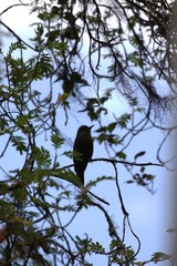 Myiotheretes fumigatus